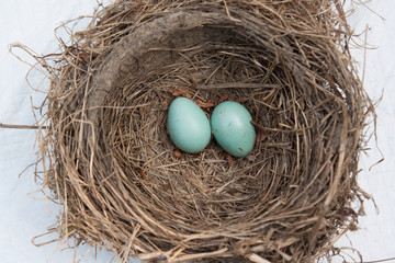 Robin Bird Nest with two blue eggs