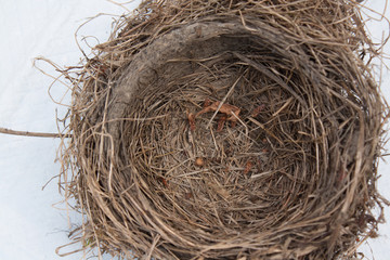 Empty Nest - Empty Robin Bird Nest