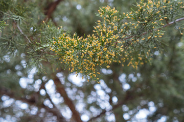 Branches of a flowering tree in a Texas city park on a sunny February day.