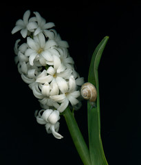 White Lilacs and snail