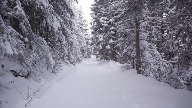 Snow covered road in forest in winter dolly shot 