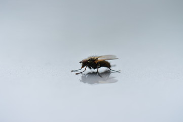 Fly, instect, Wings
