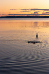 splashing water from skipped stone on clear waters of puget sound