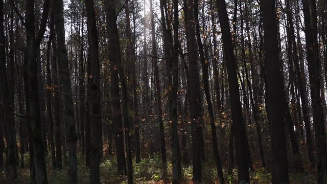 Picturesque Thick Autumn Park With High Trees Hides Clear Sky At Bight Sunlight On Nice Day Slow Motion Low Angle Shot