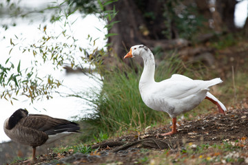 White Domestic farm pond goose stretching .