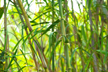 Green bamboo wall natural nature background.