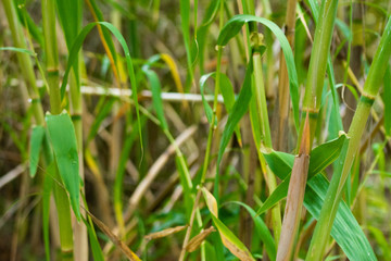 Green bamboo wall natural nature background.