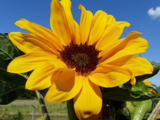 Fototapeta premium Gelbe Sonnenblumenblüte mit blauen Himmel
