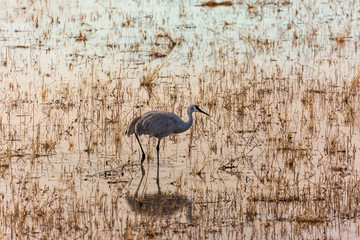 Sandhill crane bird standing in a marsh pond at sunrise or sunset with refletions in Bosque del Apache wildlife refuge in New Mexico, USA