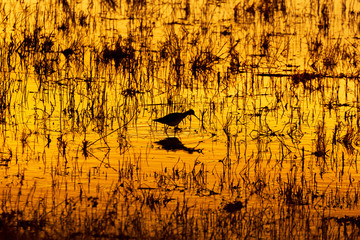 Silhouette of a small bird with reflections in the water at sunrise or sunset in Bosque del Apache National Wildlife Refuge, New Mexico, USA