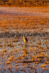 Sandhill crane bird standing in a marsh pond at sunrise or sunset with refletions in Bosque del Apache wildlife refuge in New Mexico, USA