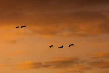 Group of sandhill cranes flying in the sky at sunrise or sunset at Bosque del Apache National Wildlife Refuge, New Mexico, USA