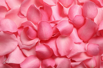 Obraz premium Fresh pink rose petals as background, closeup