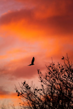 Silhouette of a bald eagle flying at sunset or sunrise against a pink and orange cloudy sky