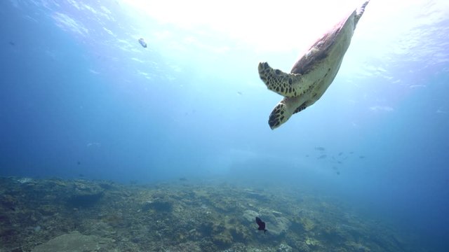 Hawksbill sea turtle swims over coral reef