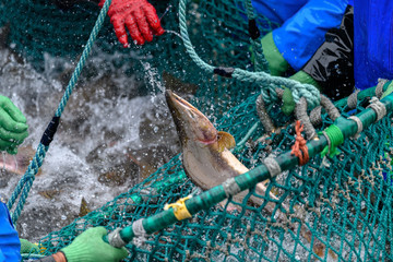 fishermen capturing salmon with net in Rausu, Hokkaido, Japan