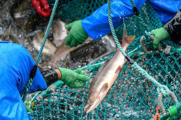fishermen capturing salmon with net in Rausu, Hokkaido, Japan