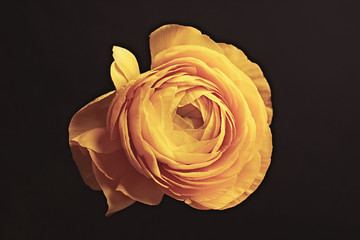 Beautiful yellow ranunculus on black background. Floral card design with dark vintage effect