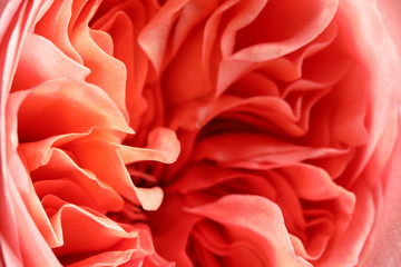 Naklejka premium Closeup view of beautiful blooming rose as background. Floral decor