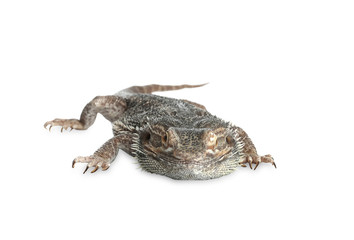 Bearded lizard (Pogona barbata) isolated on white. Exotic pet