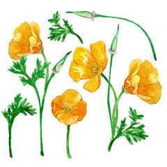 Watercolor california poppy set