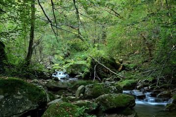 EN  EL BOSQUE UN RIO