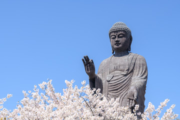 Great Buddha statue of Ushiku in Japan during cherry tree bloom