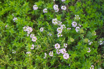 Pink Thyme flowers