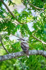 Fototapeta premium Wild Kookaburras perched on a tree brand in the Cape Hillsborough national park