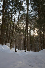 Forest in Winter