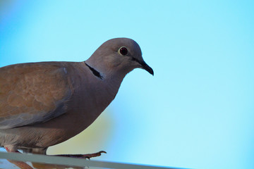 PALOMA