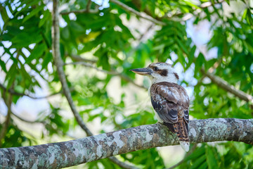 Wild Kookaburras perched on a tree brand in the Cape Hillsborough national park