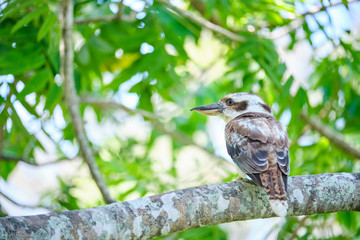 Wild Kookaburras perched on a tree brand in the Cape Hillsborough national park