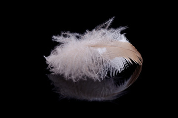 Feather close-up on black background.