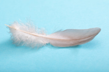 Feather close-up on blue background.