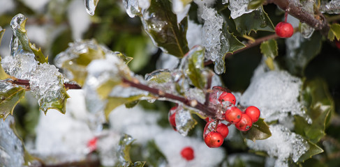 Fototapeta na wymiar Frozen Red berries in icy cold winter