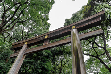 Japanese shrine wood torri gate with forest in background