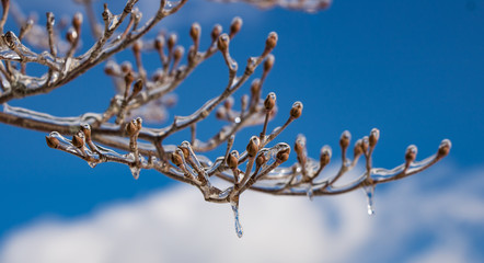 tree and leaves in Icy cold winter 