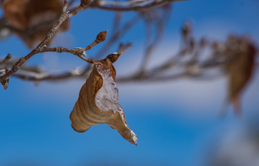 tree and leaves in Icy cold winter 