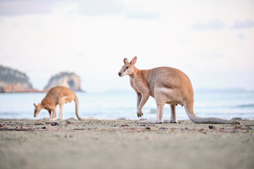 Wild kangaroos and wallabies on the beach at Cape Hillsborough, North Queensland at sunrise as a family and fighting