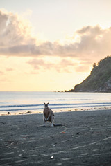 Wild kangaroos and wallabies on the beach at Cape Hillsborough, North Queensland at sunrise as a...