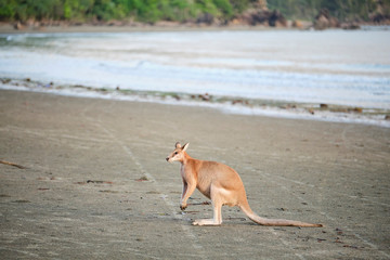 Wild kangaroos and wallabies on the beach at Cape Hillsborough, North Queensland at sunrise as a family and fighting