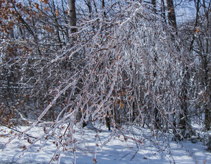 tree and leaves in Icy cold winter 
