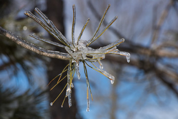 tree and leaves in Icy cold winter 