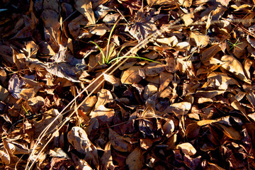 Winter Leaves Pile in Yard