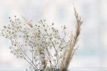 Gypsophila and dry reeds on the white background