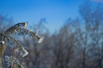 Frozen tree in a cold winter morning