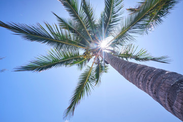 Large palm trees in Mackay, North Queensland with sun star on blue sky sunny day