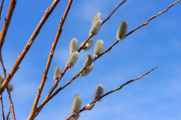 Branches with young willow inflorescences in spring morning on a background of blue sky close-up.