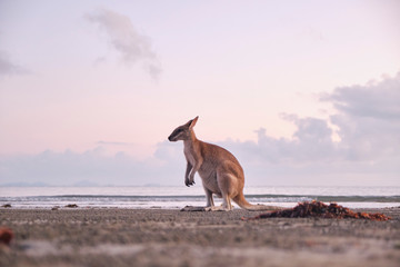 Wild kangaroos and wallabies on the beach at Cape Hillsborough, North Queensland at sunrise as a family and fighting